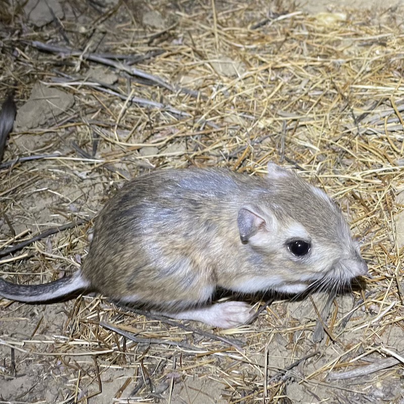 a Giant Kangaroo Rat at the Carrizo Plain National Monument